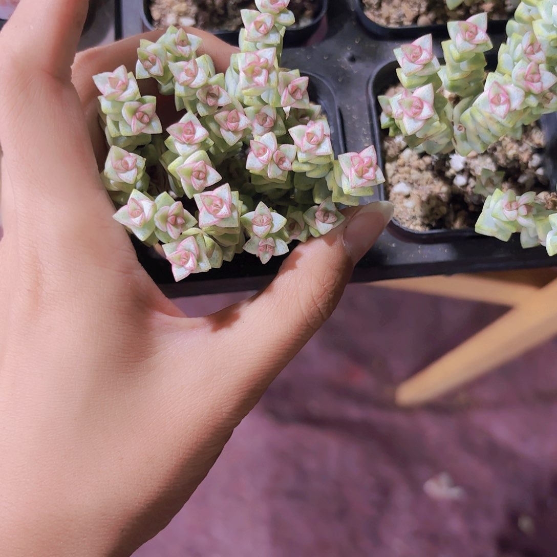 精品蜡笔多肉植物