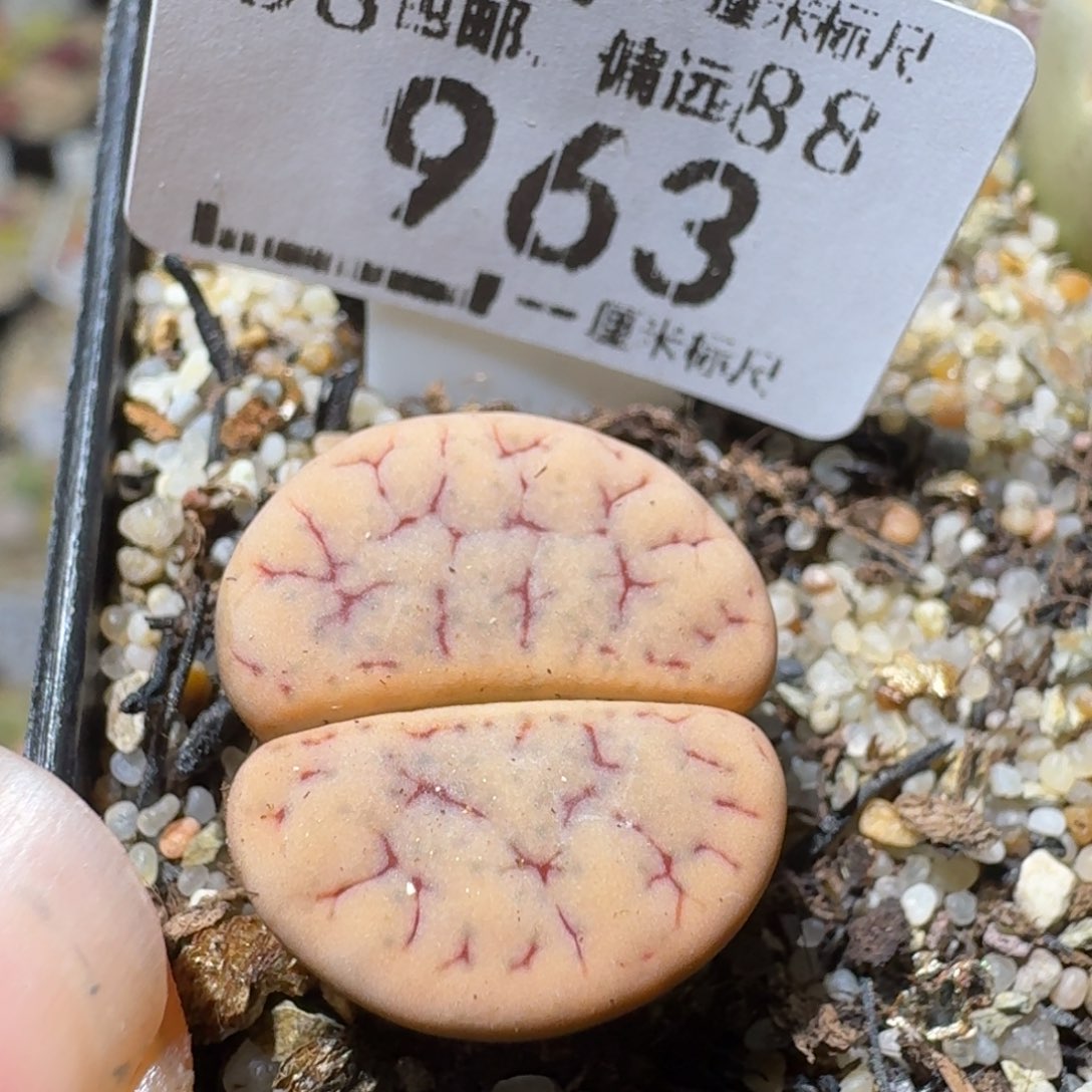 Sss清货便宜出963