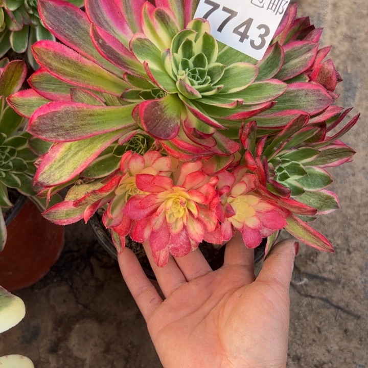 7743海王多肉植物