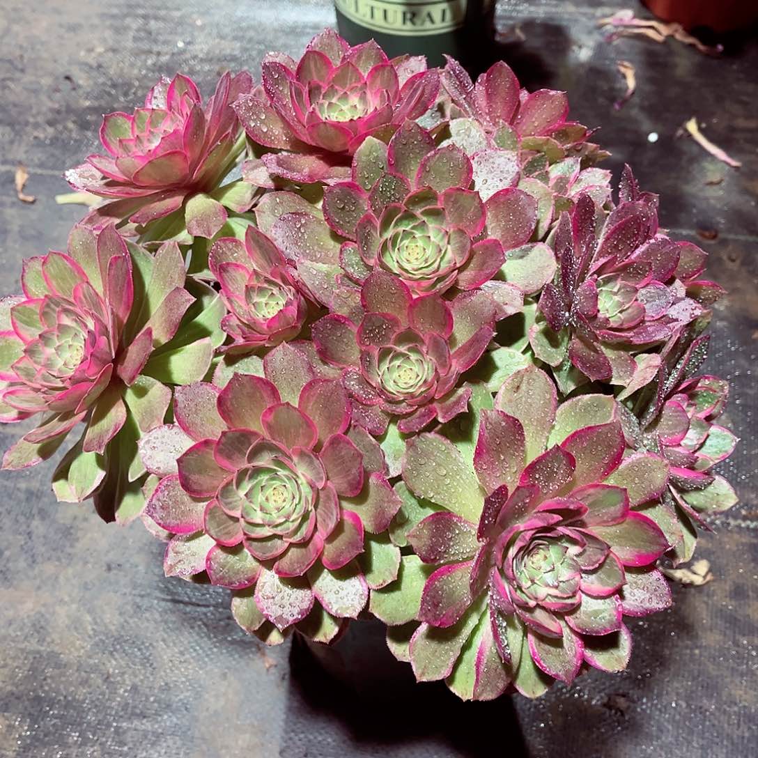 法师多肉漂亮漂亮