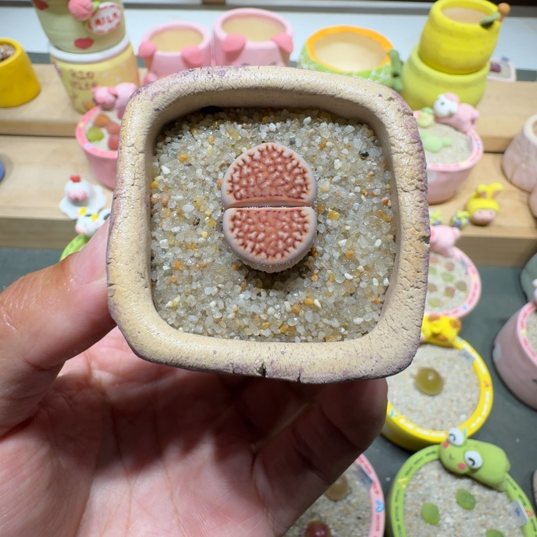 蘑菇298c218a饼干饼干