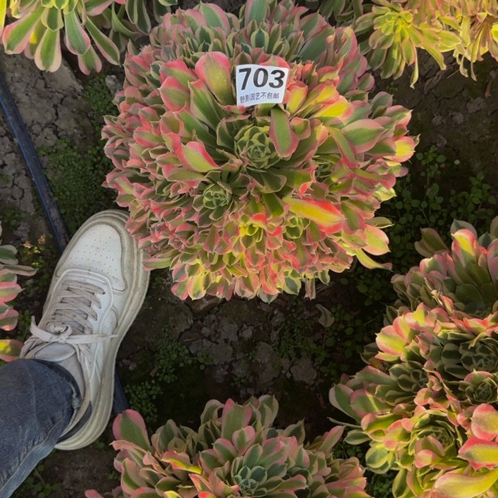 白凤花27+25包邮花花