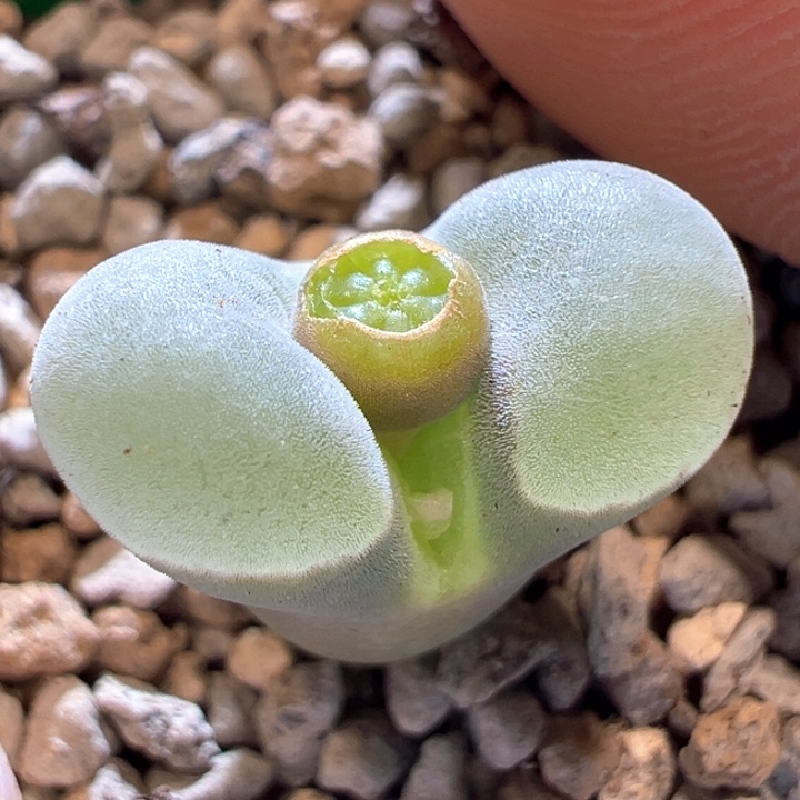 692。优选超密绒窗五年母本2151