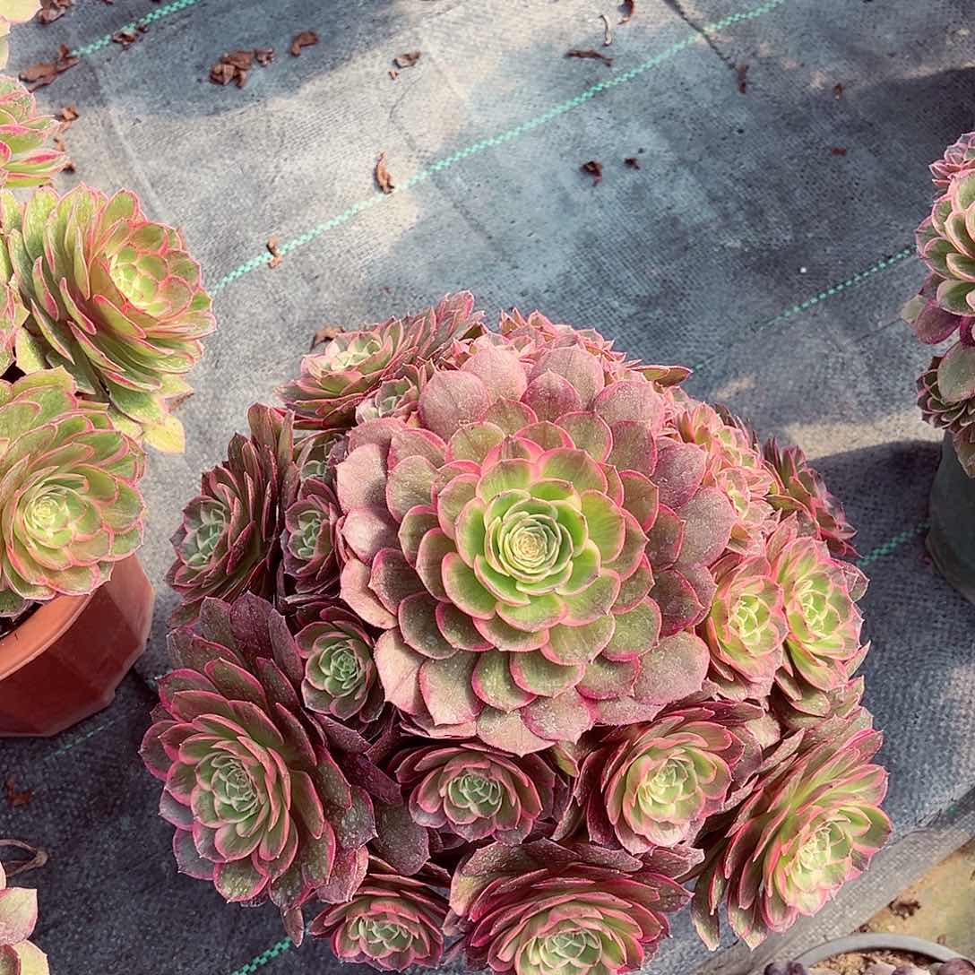 法师多肉植物粉花妖