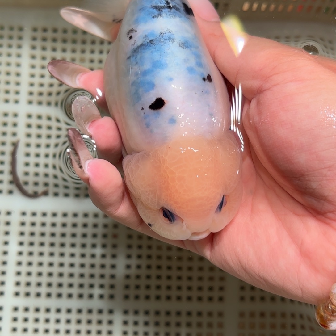 许***九金鱼拍包装包邮，不该包装运费到付