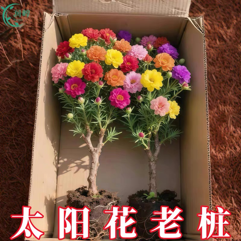 【夏日必养】老桩太阳花重瓣太阳花四季开花宿根耐寒好养阳台和庭院