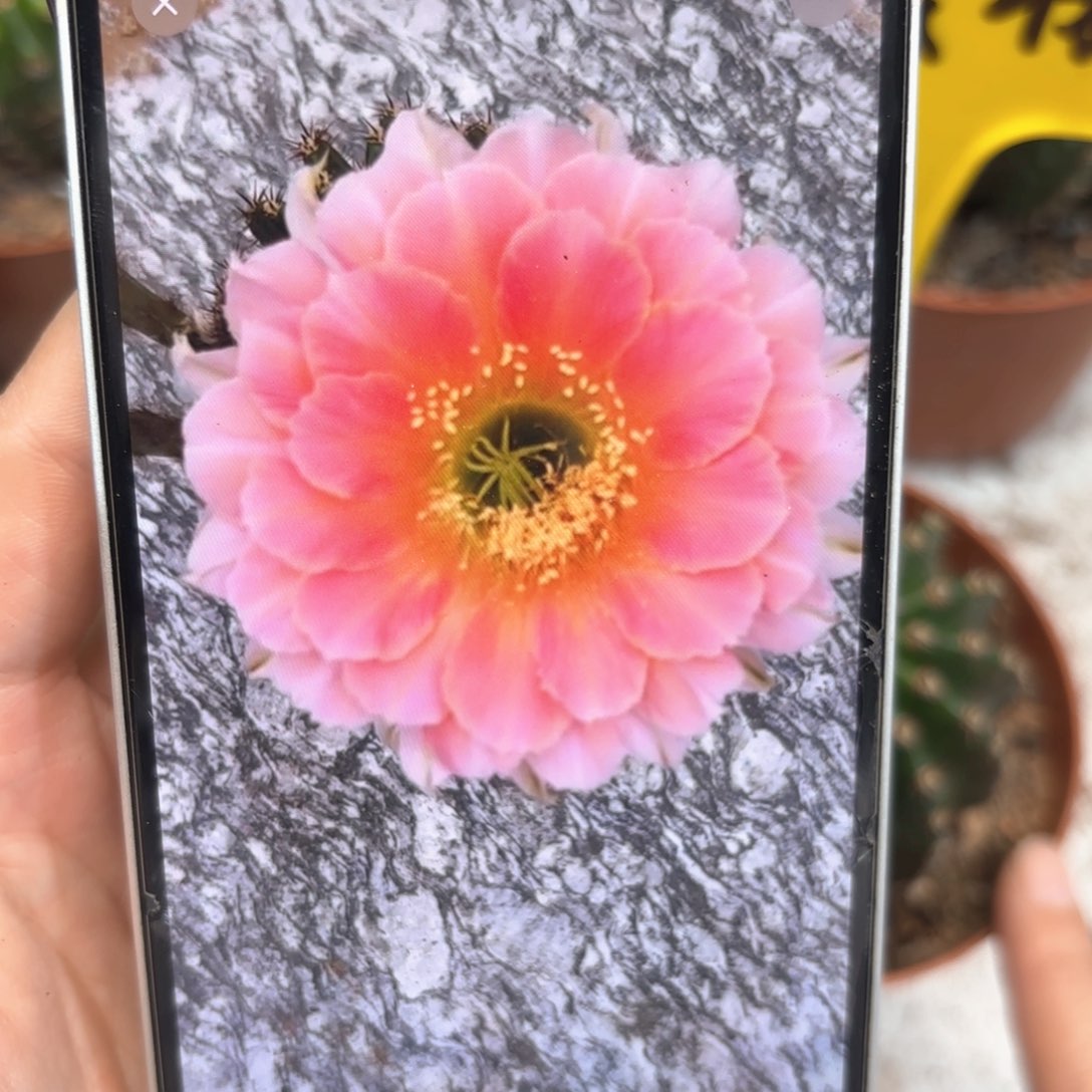 彩草樱桃6.5公分左右