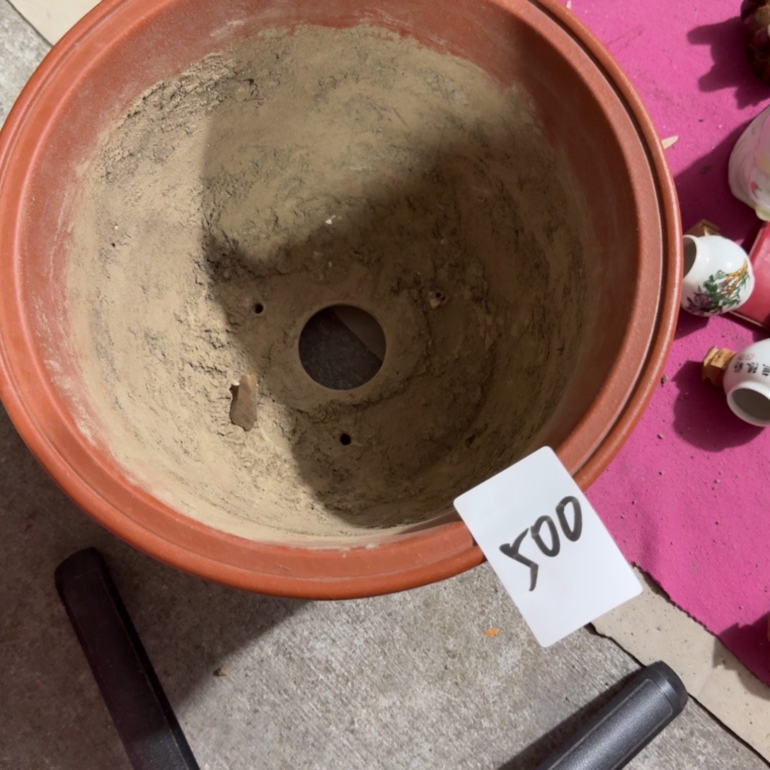 M***Z杂色豆（科檀/科特迪瓦檀木）