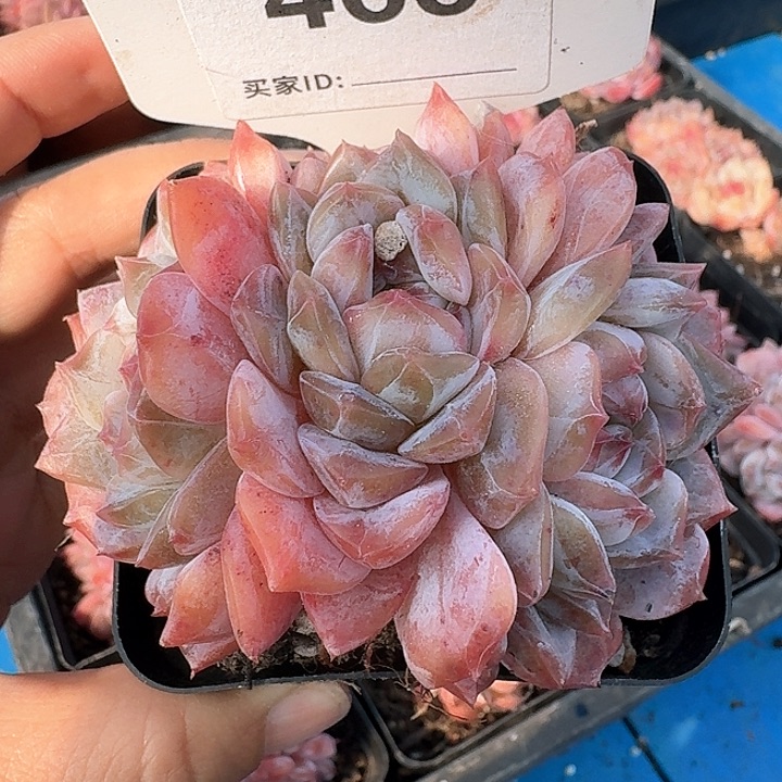 冰糖水晶多肉植物465