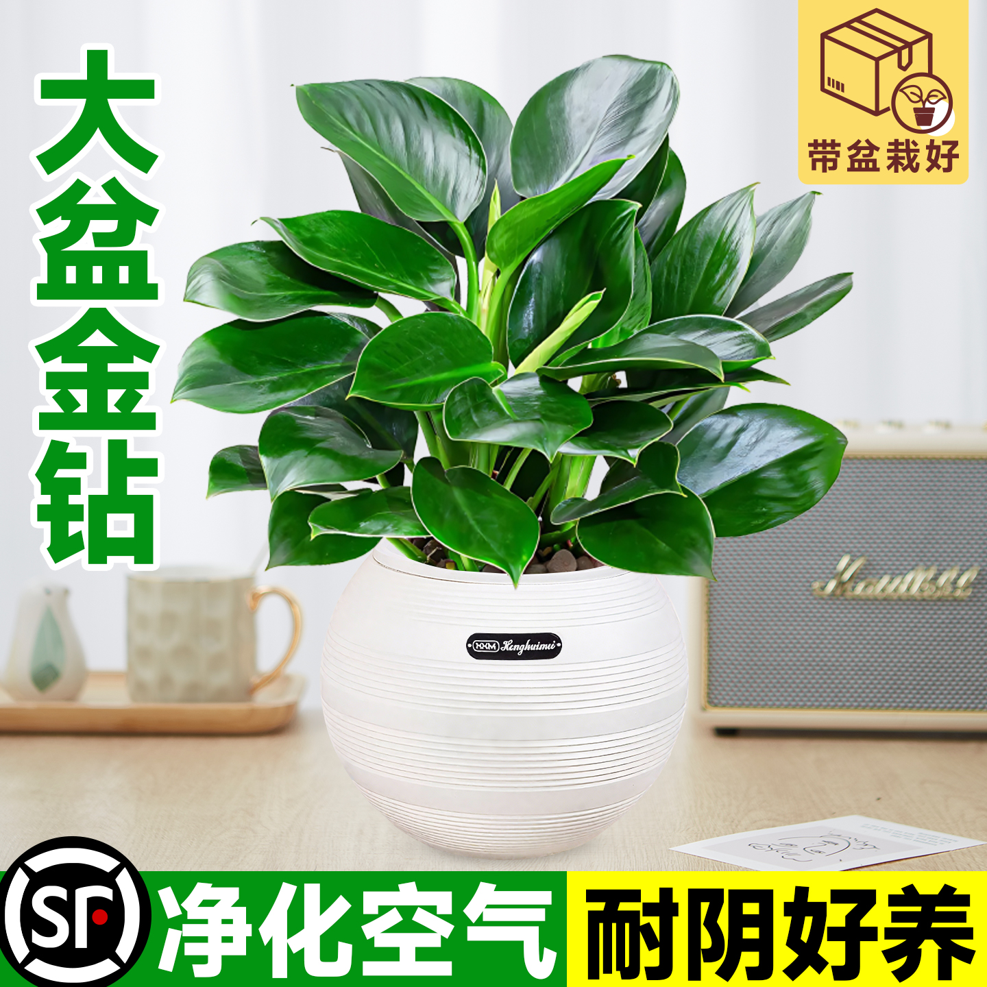 大盆特级金钻盆栽水培办公室内绿植大叶植物绿公主除甲醛净化空气