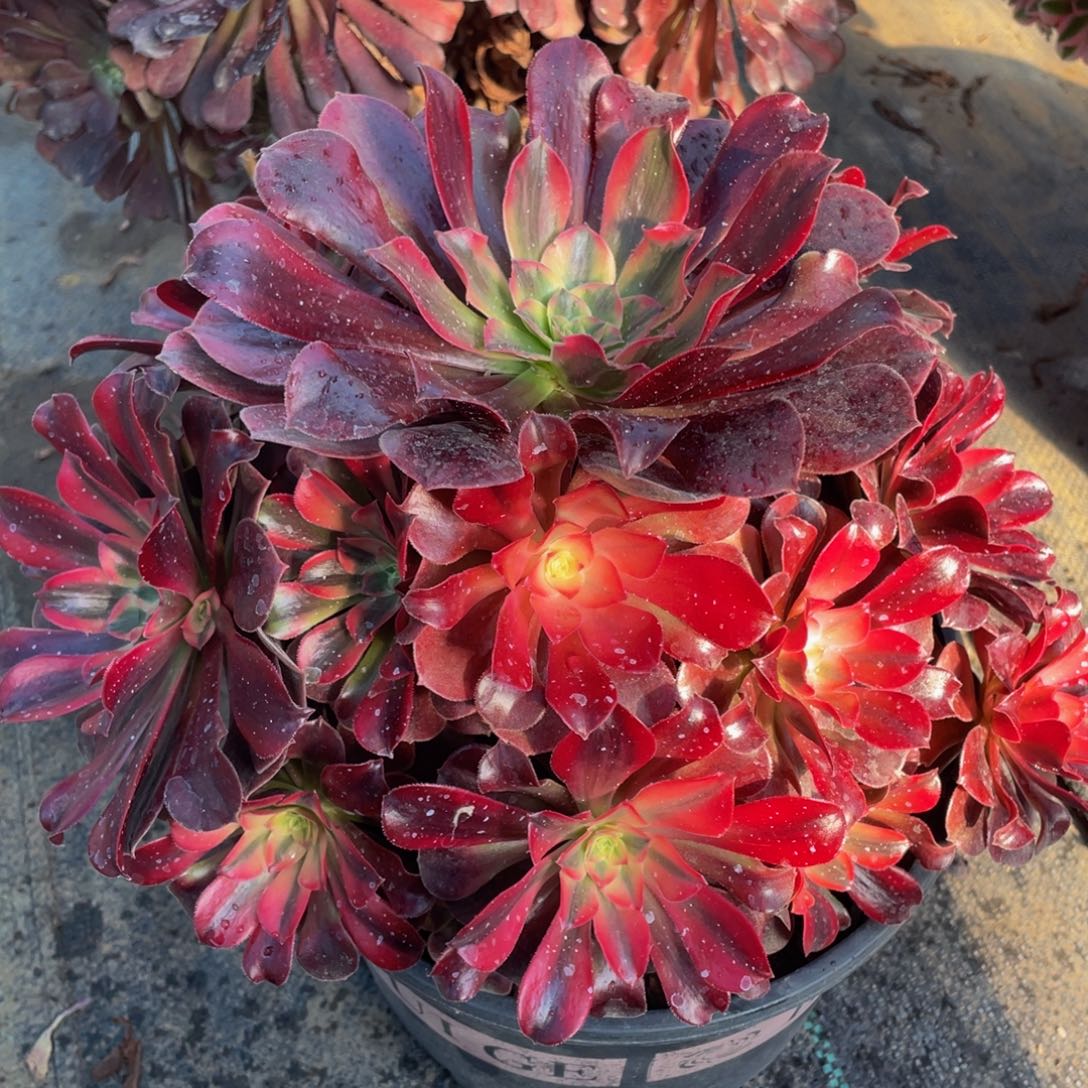 939美杜莎精品法师老桩