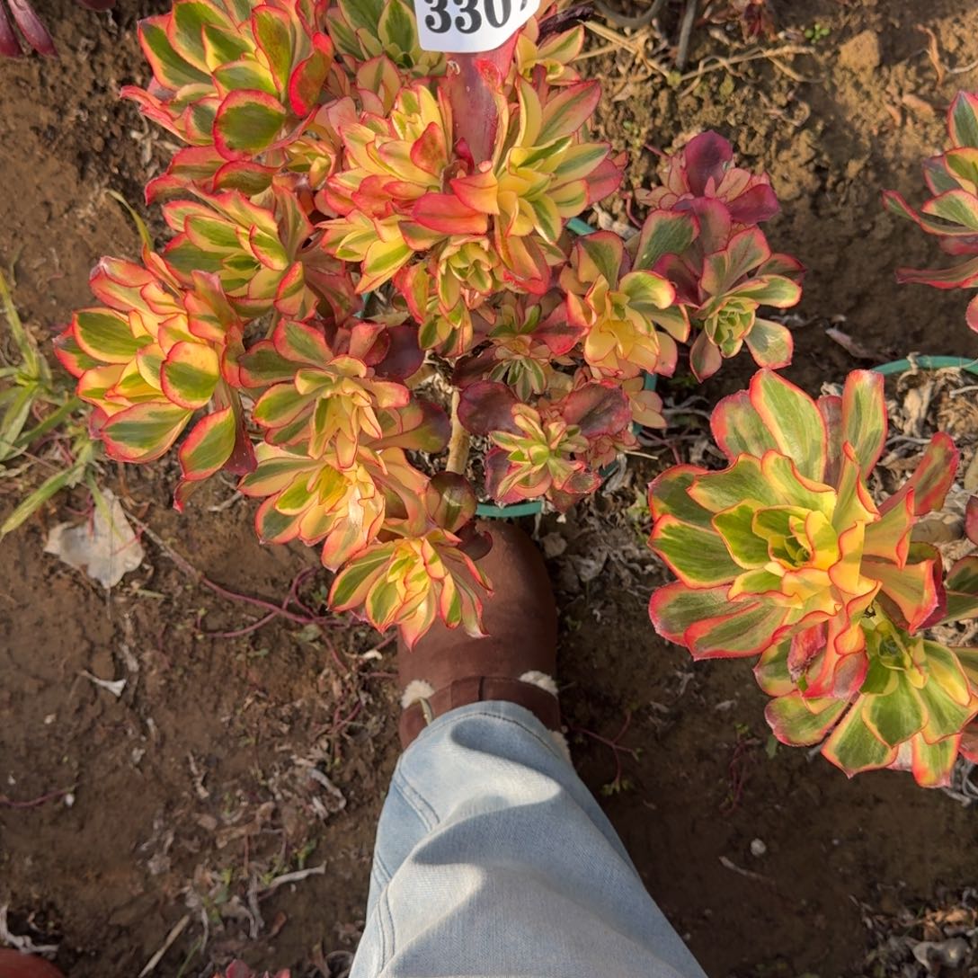 清***7法师魅影16-14 3307 微瑕砍头