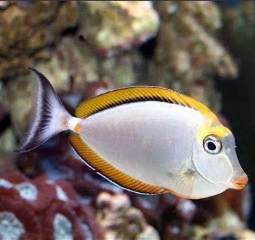 金毛吊海水观赏鱼