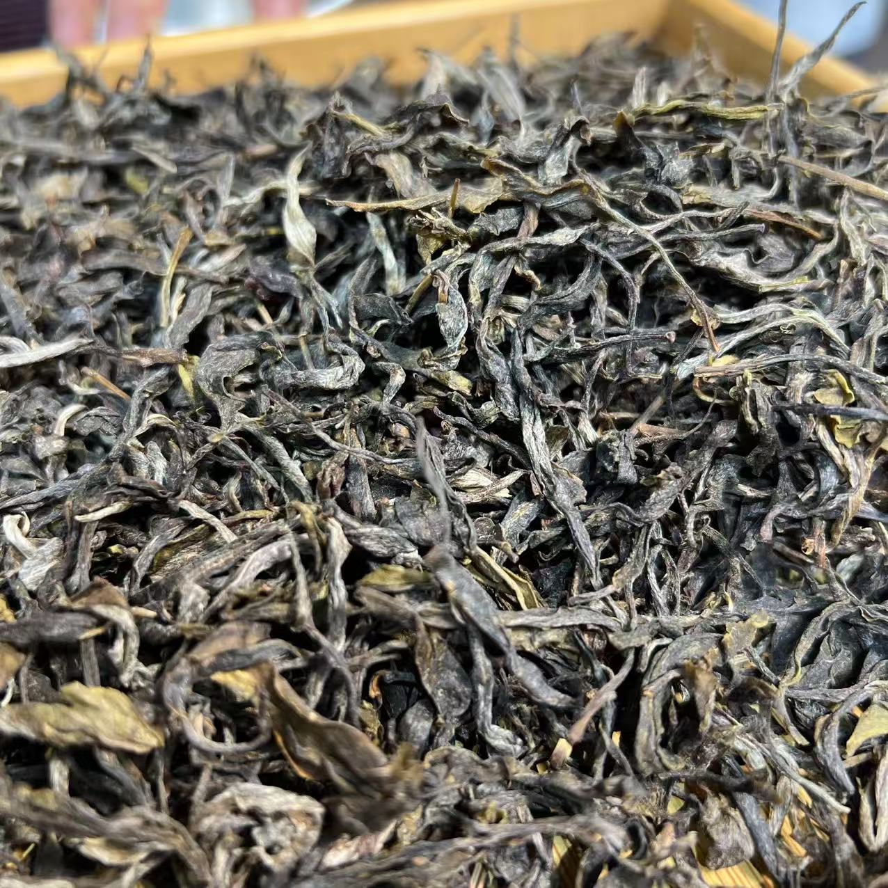 2025年 白莺山猫耳朵古树春散 茶生 茶带试喝茶样 施成忠D2H70810