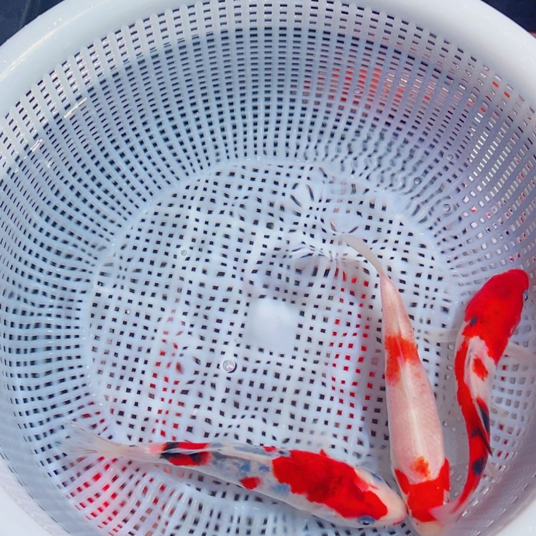 锦鲤锦鲤观赏鱼1111