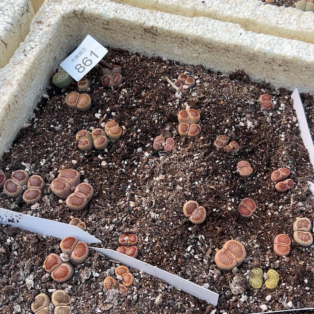 清框脱土发。   861