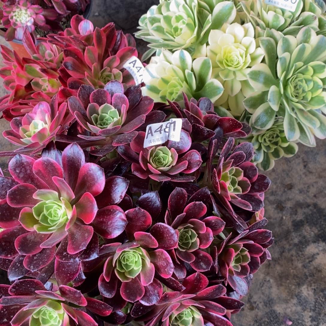 三颗法师嫩桩481 506