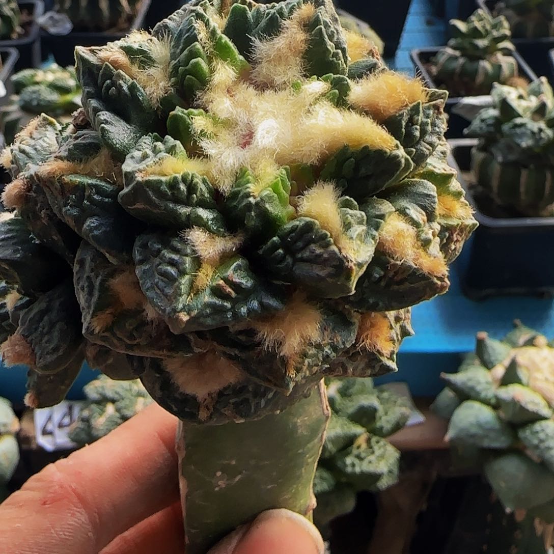 龟甲277仙人球开花