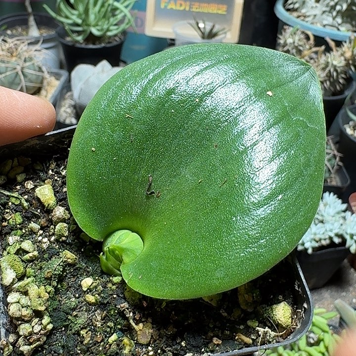 618玫瑰镜带盆发货