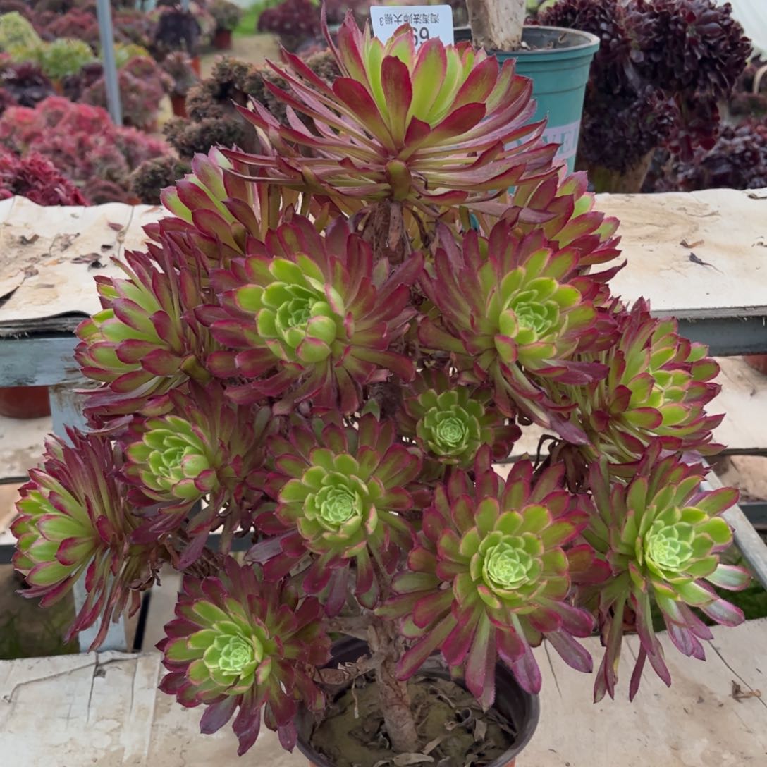 695清颜多肉植物法师