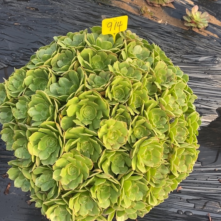 万圣节1棵914号111111111