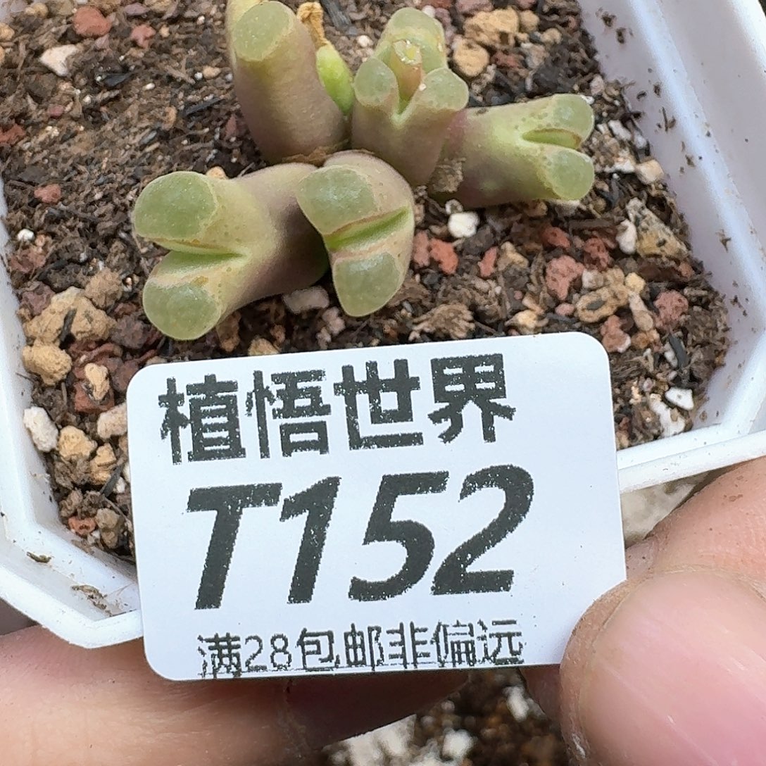 多肉植物的人生egb