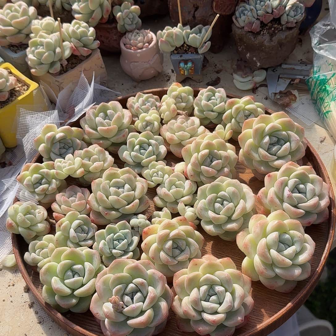 奶油冰玉母本30颗特价