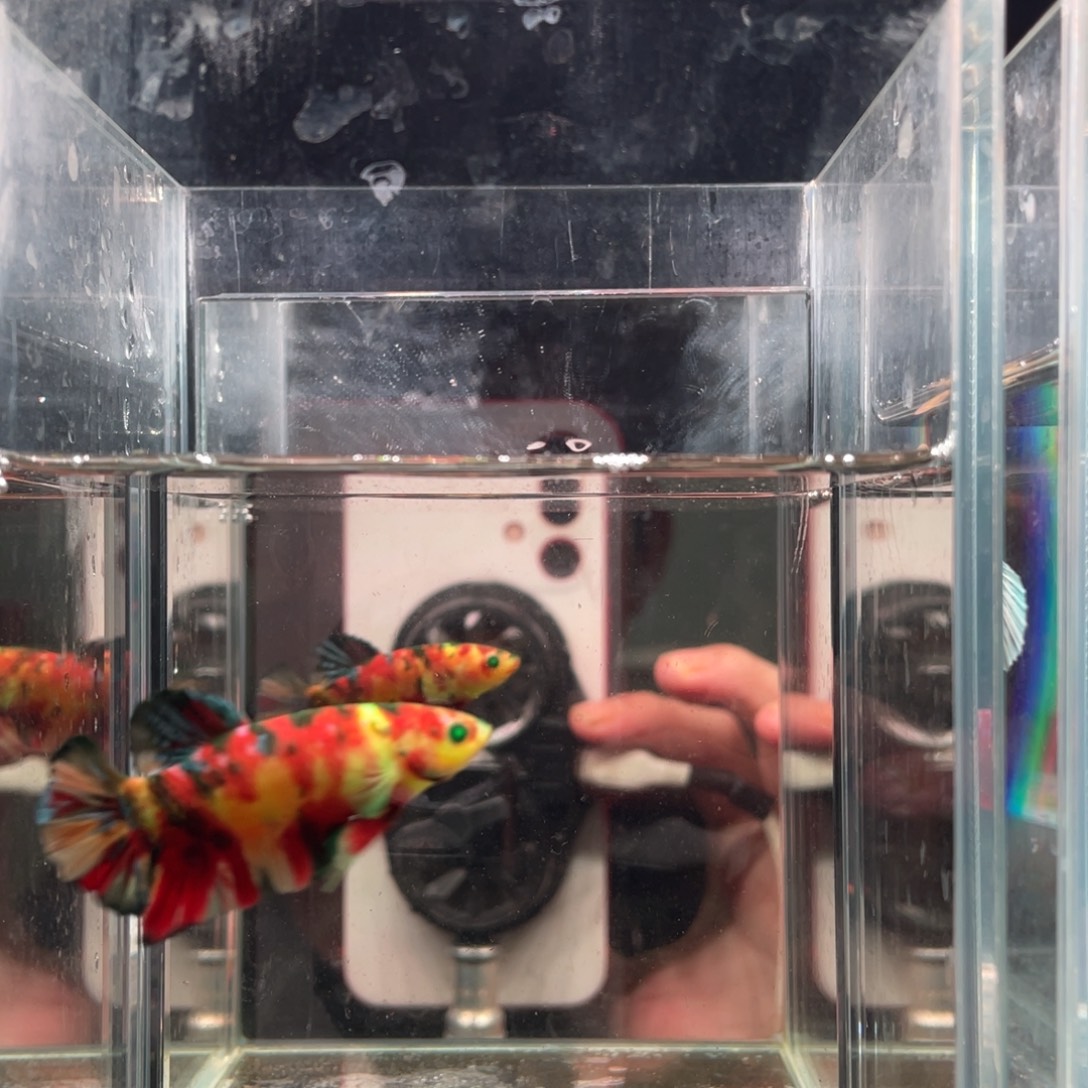 斗鱼印尼精品斗鱼82