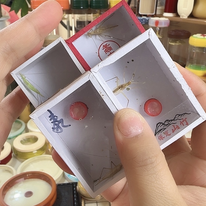 山竹➕青竹➕柬竹➕泰竹666666