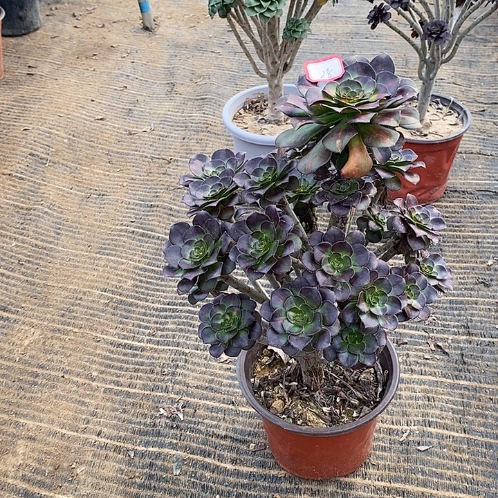 28，晚霞多肉法师多肉法师