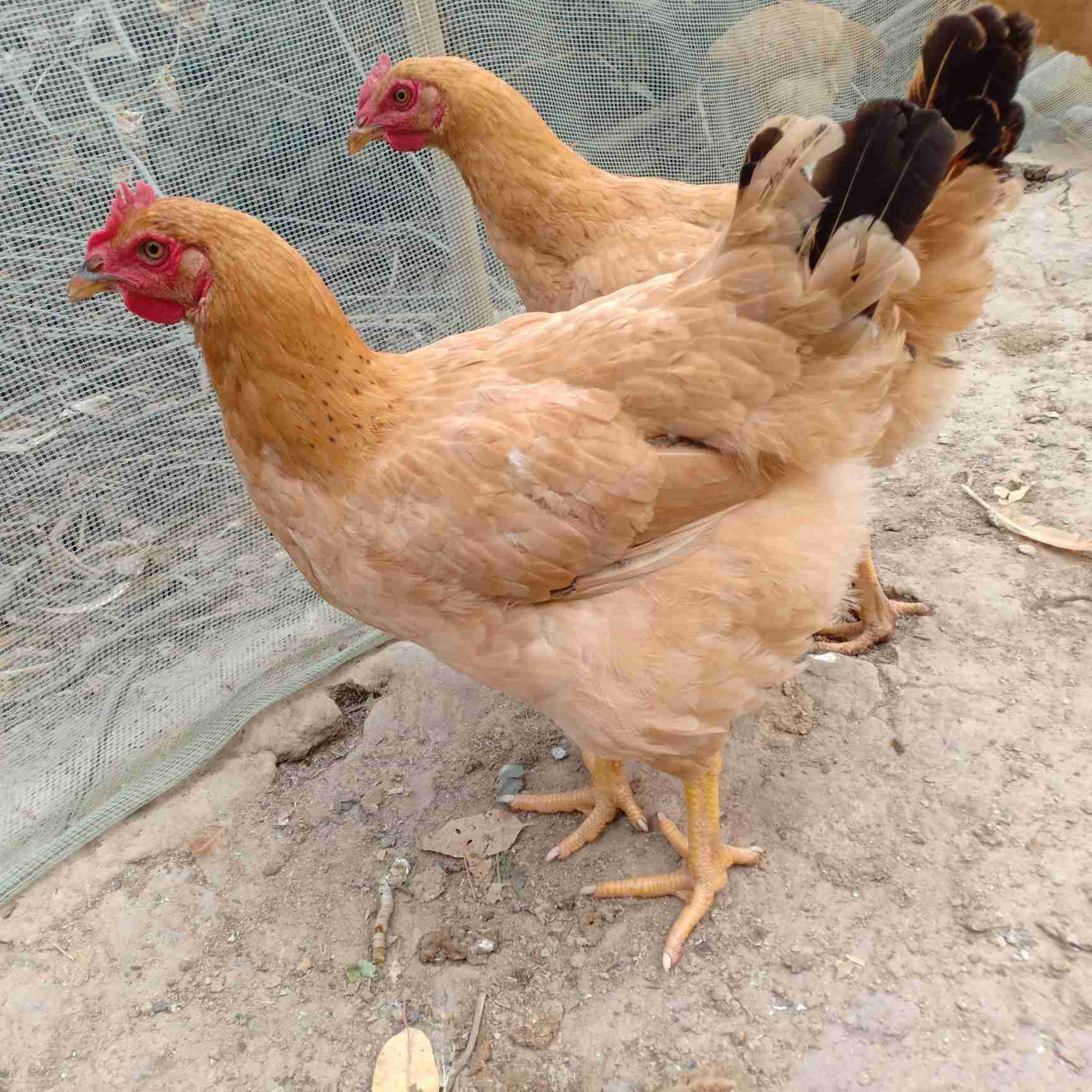 【仓库直发】2斤重宠物鸡