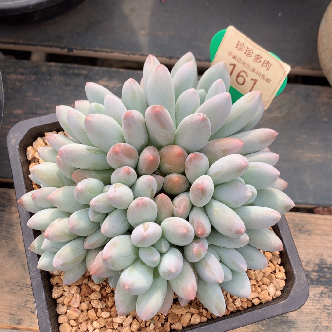 胖体所罗门12公分161