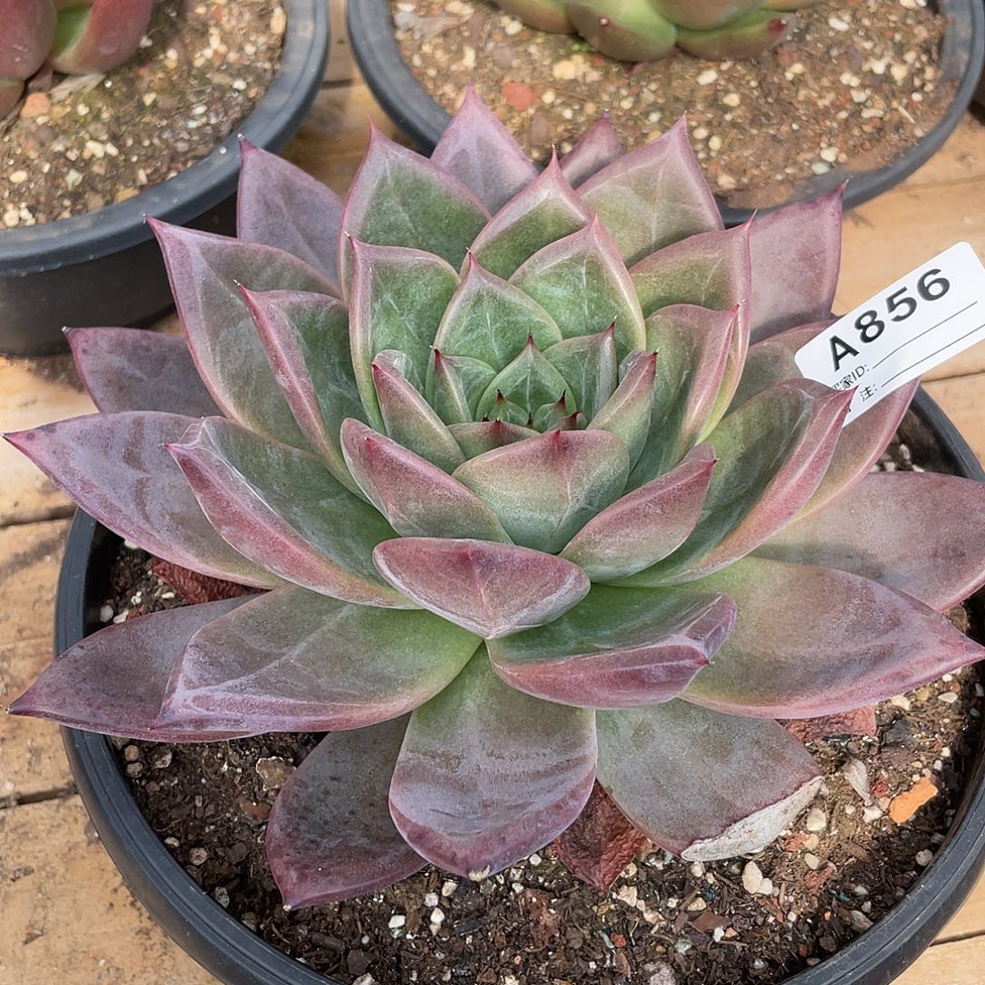 若如东云单拍A856