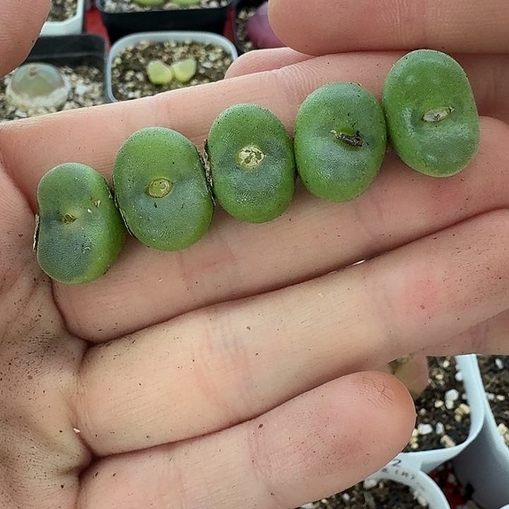 老马生石花水晶1615