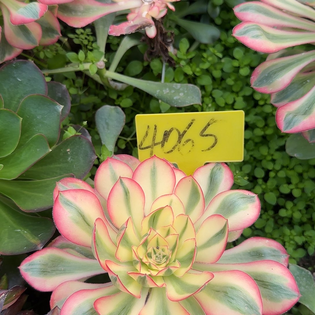 4065---多头多肉植物爱丽丝多头