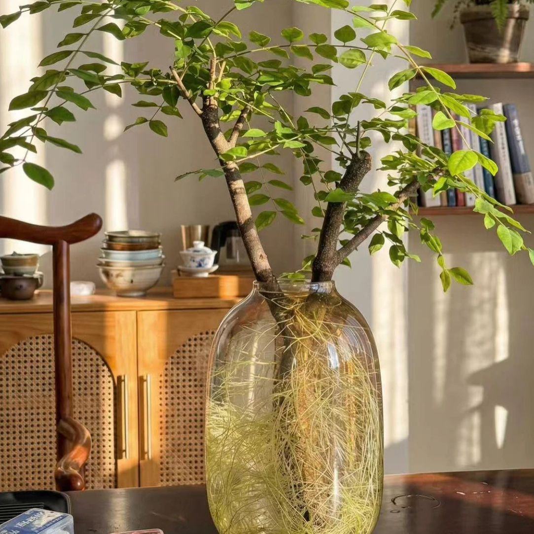 水培小叶女贞鲜切枝室内绿植四季常青好养易活