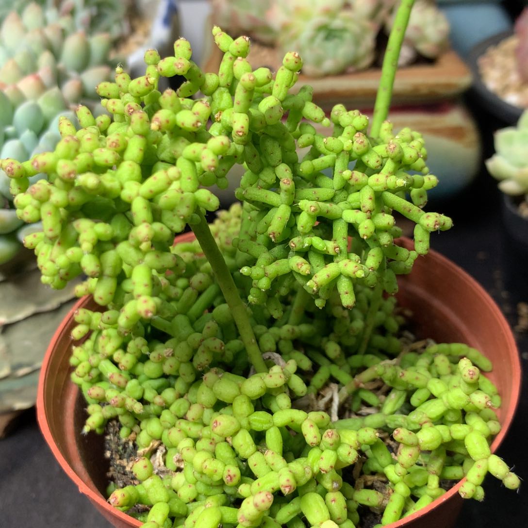 94 精品多肉一物一拍