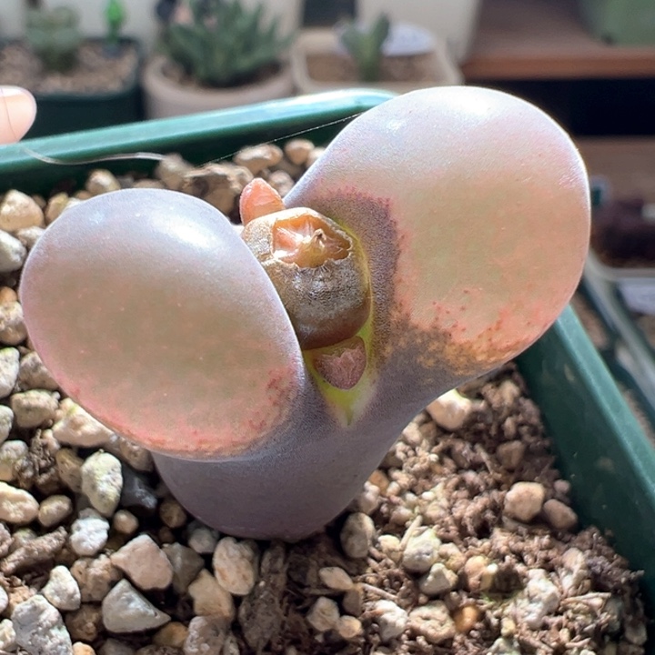 w856。优选青蛙5年流沙 大母本。！！！