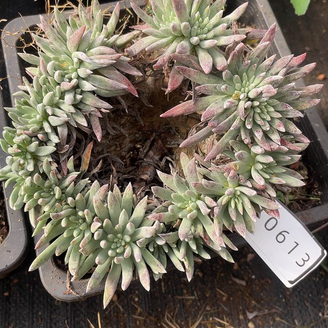 绿菊大缀化老桩10613