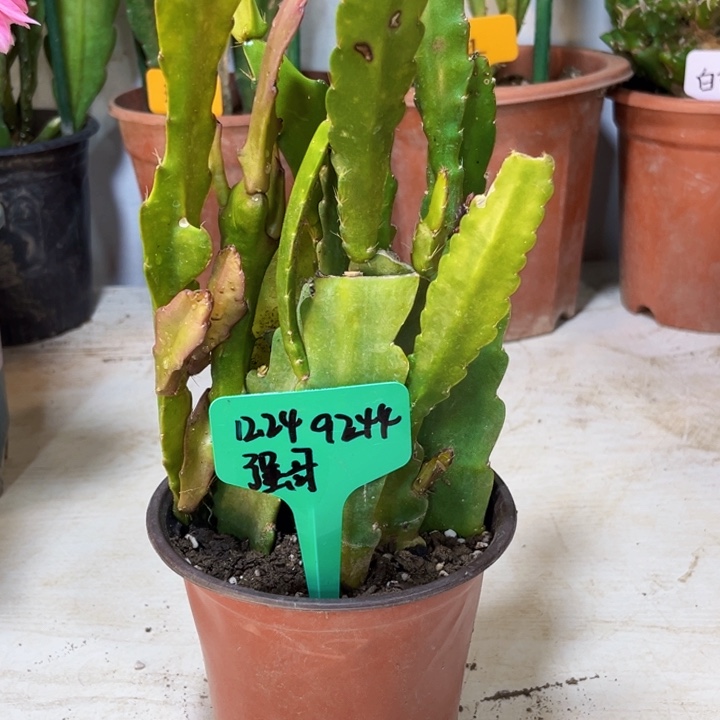 当前无花栽培后可以开花强****18颗