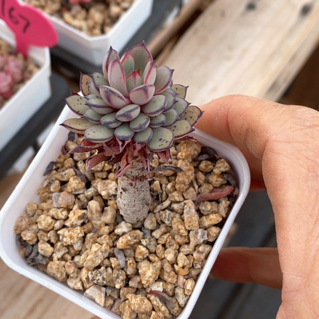 精品多肉一物一拍不包整15