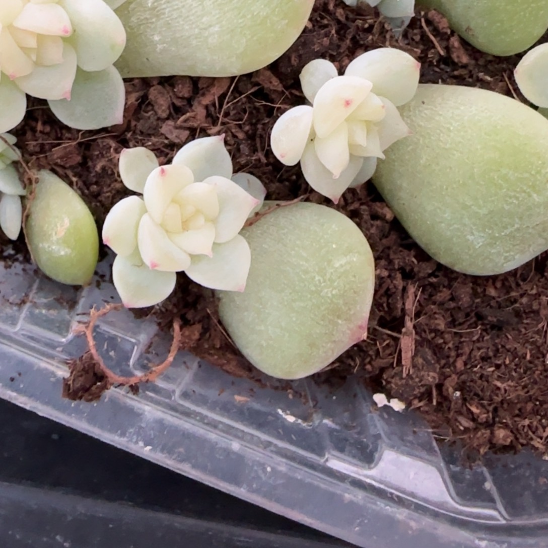 安生c F2穴一个满25包邮