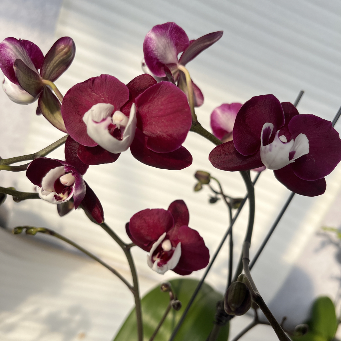 渟叙【笑脸】3.0寸 带花带花苞