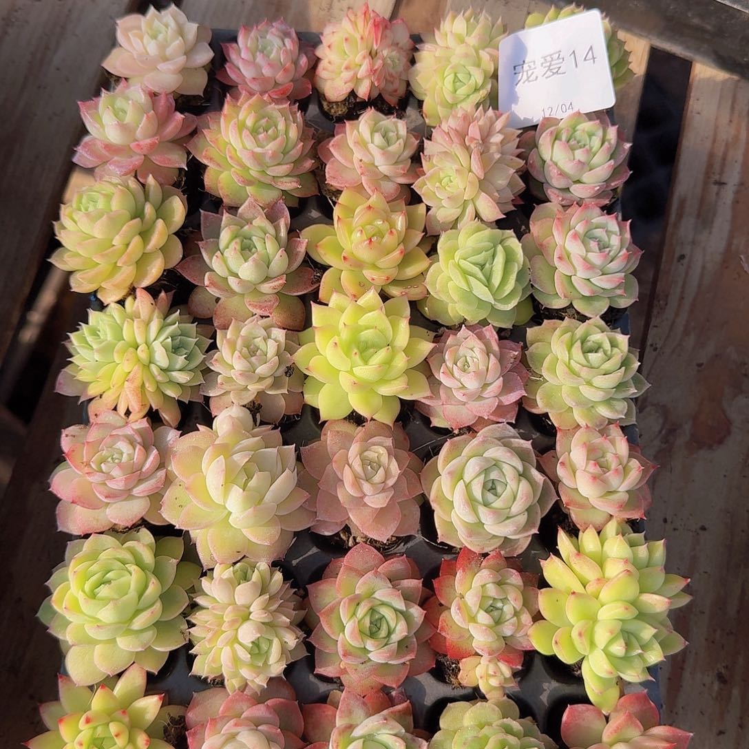 14 直播福利一物一拍