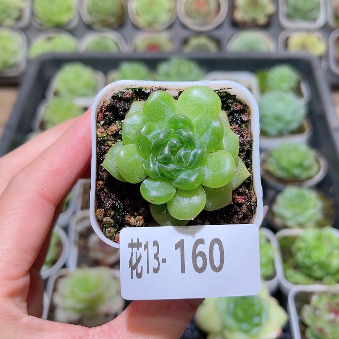 花利美13-160新品珍妮