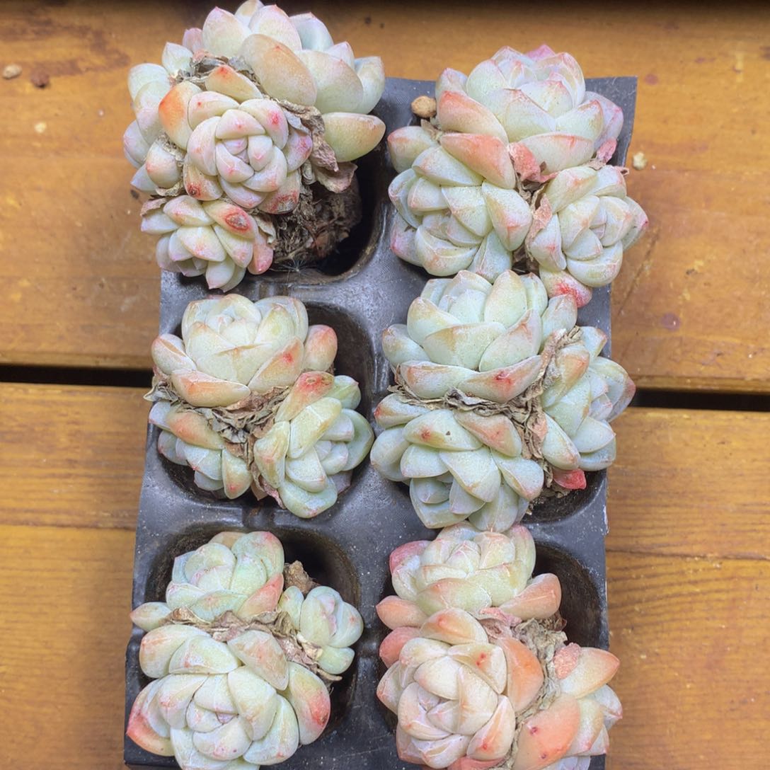 精品冰玉组合一物一拍