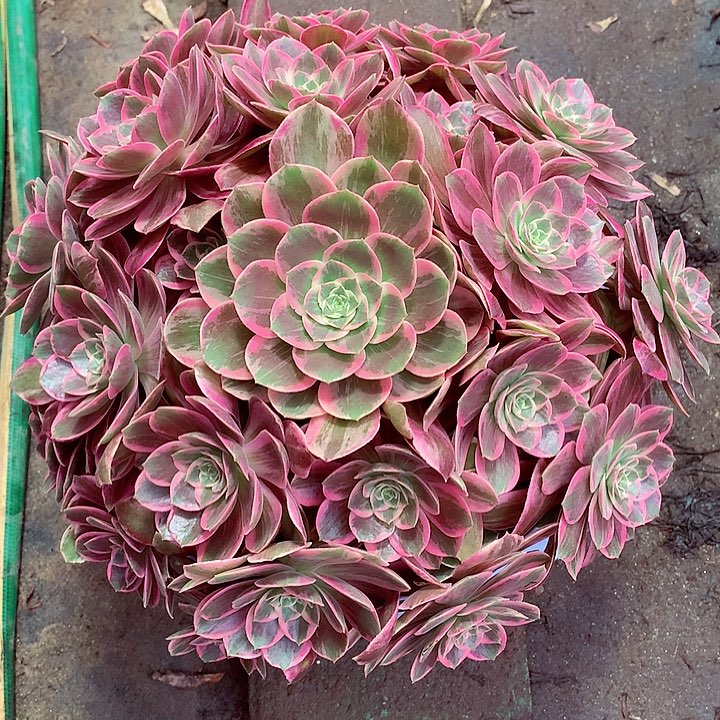 浣纱捧花啊啊啊啊啊啊啊啊