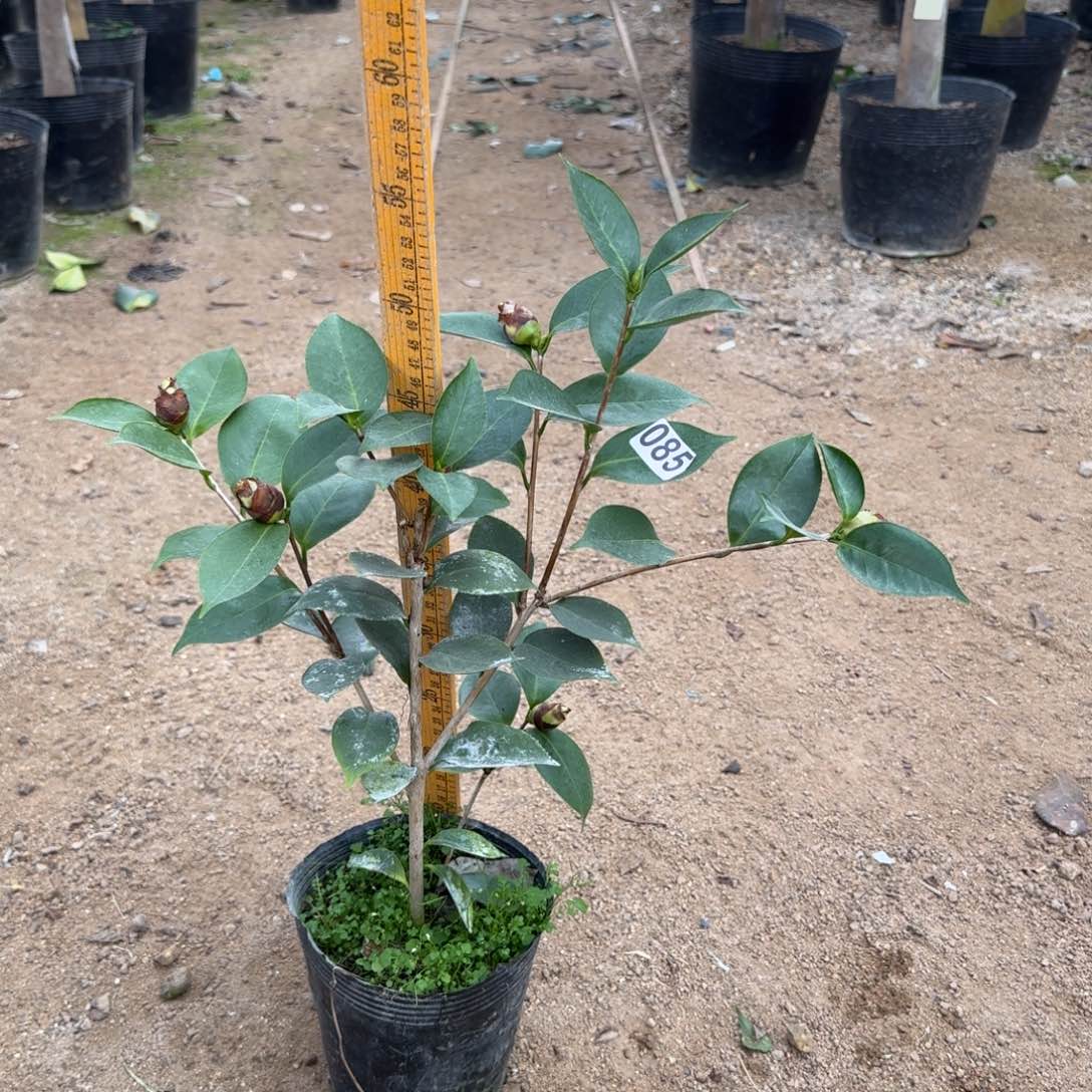 少量花朵（建议范围：2朵-5朵 或40%以下）085依莲