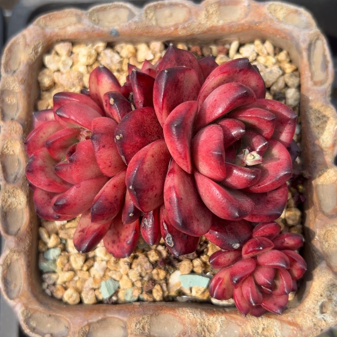 Tm 精控多肉一物一拍