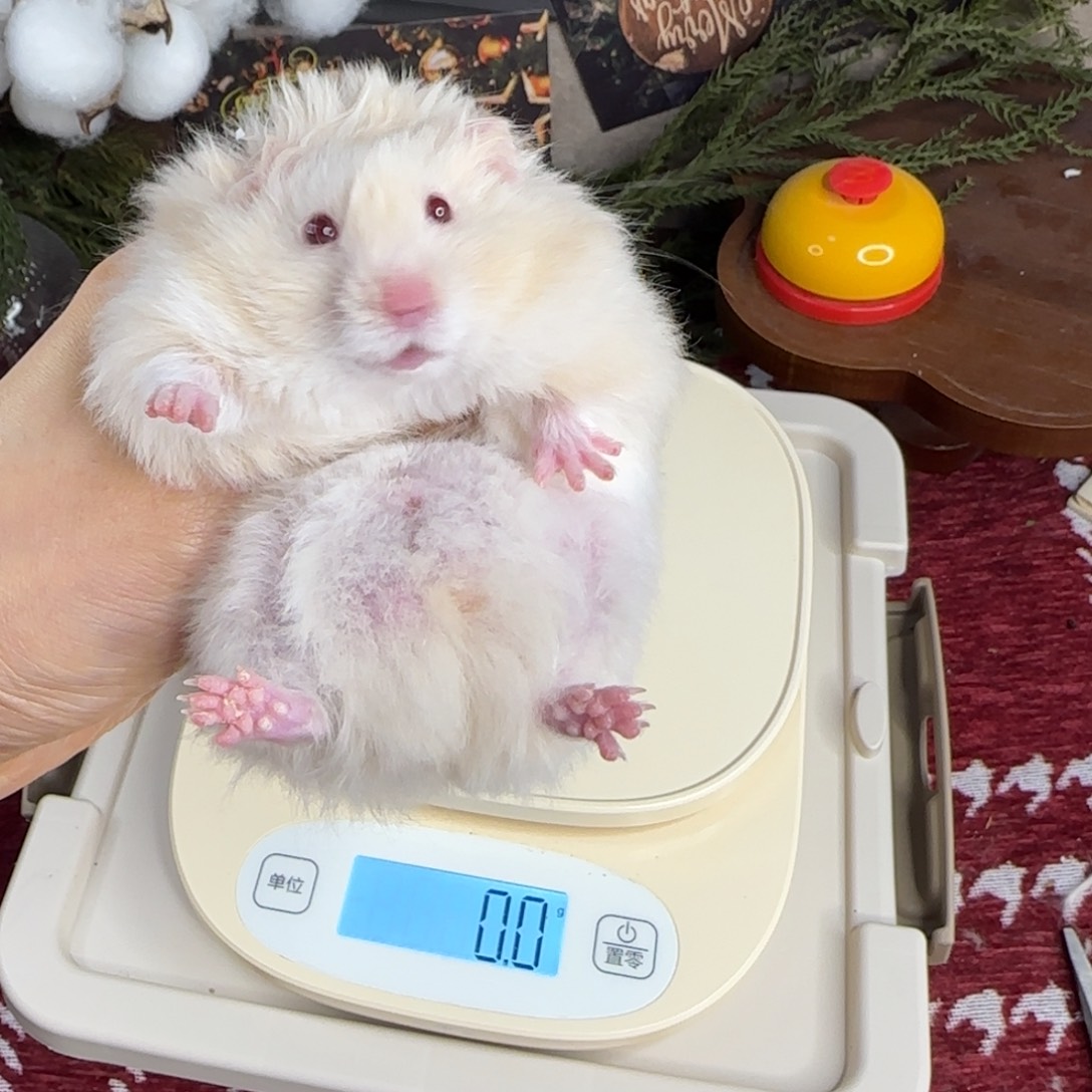 银灰金弟弟10.25生日